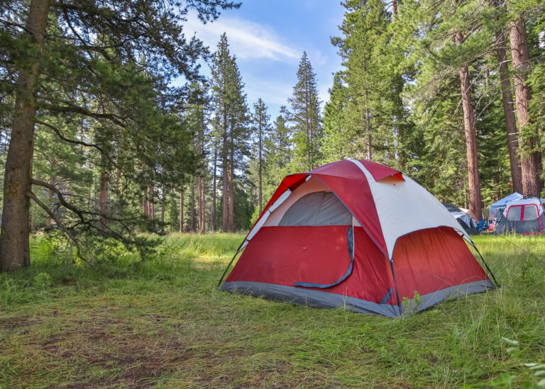 Forest campsite with tents